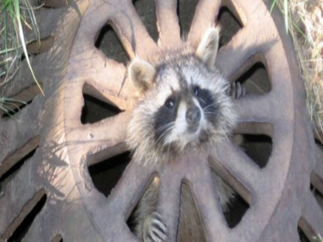 Zώα σε... απίθανους μπελάδες (pics)