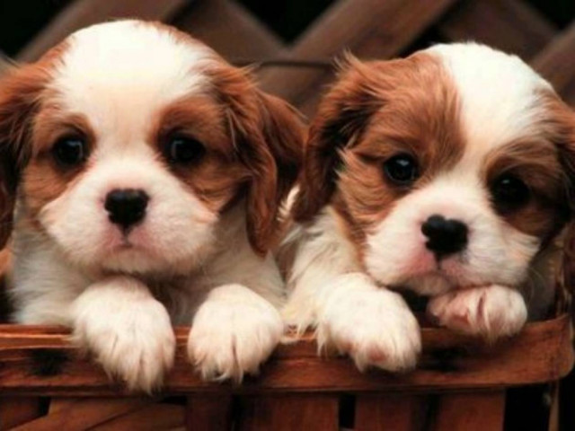 Ο... Πηδηχτούλης για την Παγκόσμια Ημέρα Ζώων