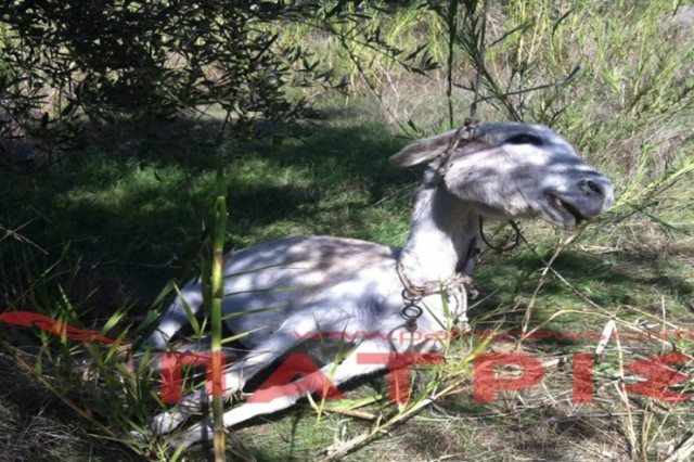 Πύργος: Σκότωσαν και κρέμασαν γάιδαρο (Βίντεο -pics)