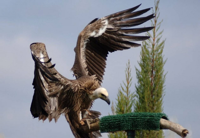 Ανέκδοτο: Το μπαρ, οι γυναίκες και ο Γύπας