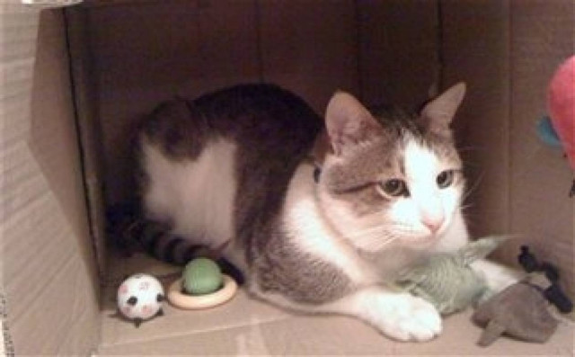 Η Οδύσσεια μιας γάτας που έφτασε από την Αίγυπτο στην Αγγλία