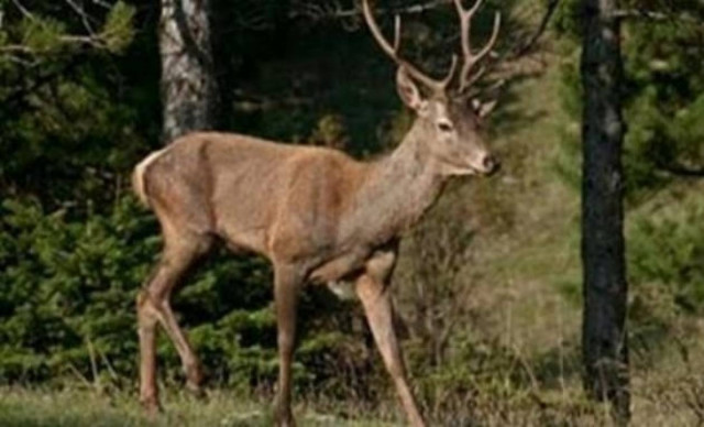 Μπορούν οι άνθρωποι να βγάλουν κέρατα;