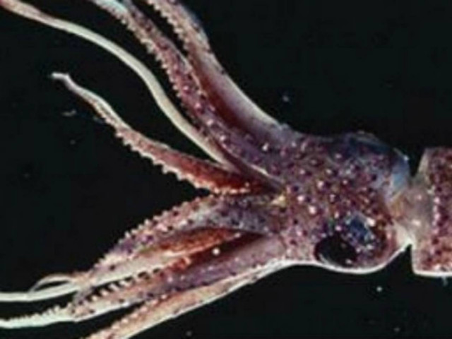 Καλαμάρι άφησε έγκυο... ηλικιωμένη γυναίκα!