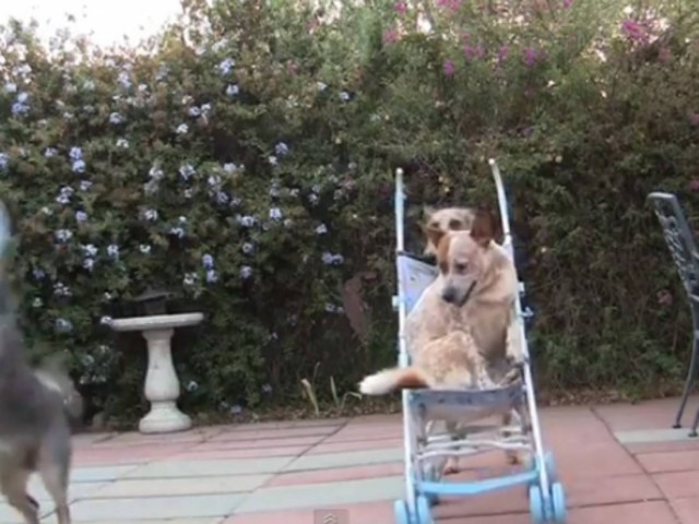 Βίντεο: Oι πιο περίεργοι αγώνες δρόμου που έχετε δει!