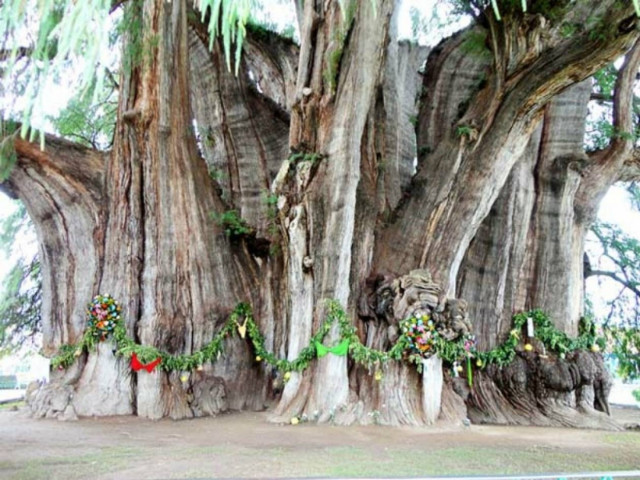 Αυτό είναι το μεγαλύτερο δέντρο του κόσμου!