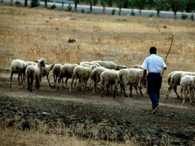 Πάνω από 120 τηλεφωνήματα για μια θέση τσοπάνη!