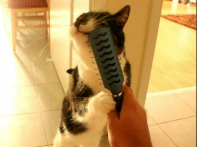 Βίντεο: Η γάτα που... βουρτσίζεται μόνη της!