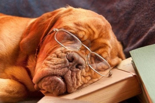 Ανέκδοτο: O έξυπνος σκύλος!