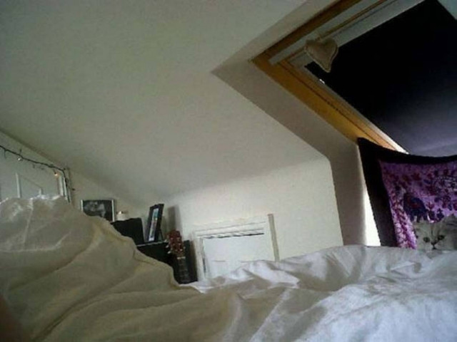 Εντοπίστε τον γάτο στις φωτογραφίες!