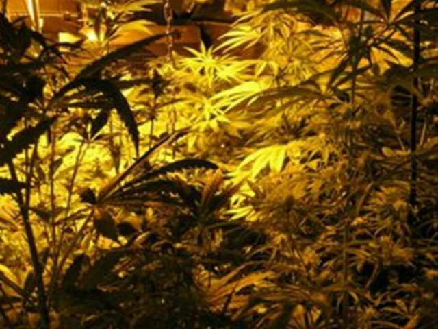 Χανιά: «Θερμοκήπιο» ναρκωτικών σε ταράτσα σπιτιού