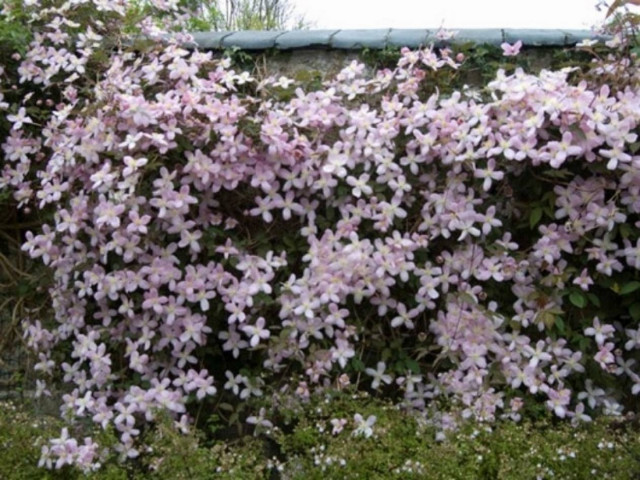 Clematis: Για όσους δυσκολεύονται να ζήσουν στο σήμερα