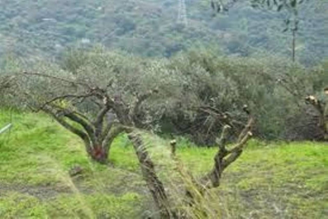 Αφανίζουν λιόφυτα και τα κάνουν καυσόξυλα!