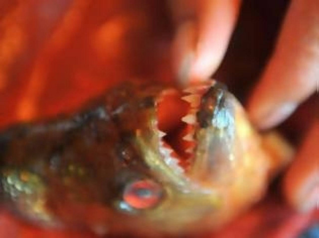 Δείτε τι θα πάθετε αν σας δαγκώσει Πιράνχας!