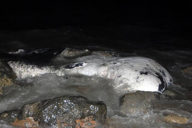 Η θάλασσα «ξέβρασε» νεκρή φάλαινα στα Κύθηρα