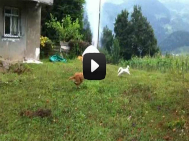 Βίντεο: Γάτα στέλνει σκύλο «αδιάβαστο» με απίστευτη μανούβρα