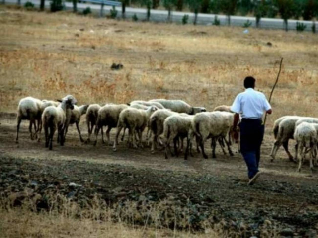 Απίστευτο! Ειδικός σύμβουλος δημάρχου, τσοπάνης με μισθό 1.600 ευρώ!