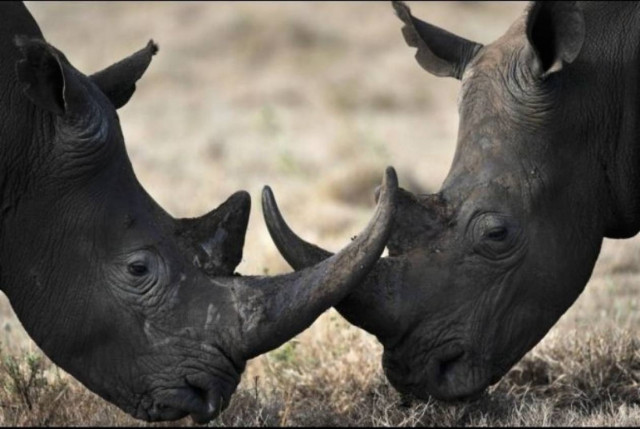 Ρεκόρ στη λαθροθηρία ρινόκερων