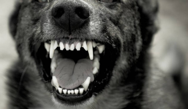 Για έναν σκύλο διόρισαν δικηγόρο!