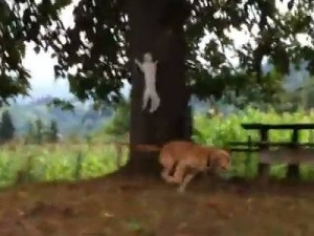 Βίντεο: Γάτα μεταμορφώνεται σε νίντζα!