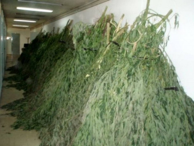 Σύλληψη για καλλιέργεια κάνναβης στην Κοζάνη