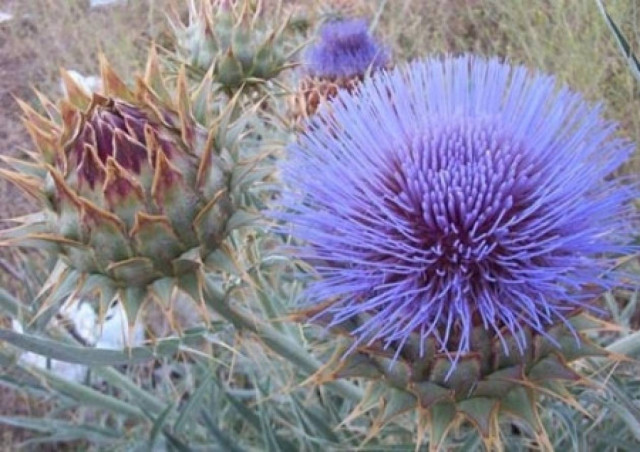 Απίστευτο! Επανάσταση στην παραγωγή καυσίμων φέρνει η άγρια αγκινάρα