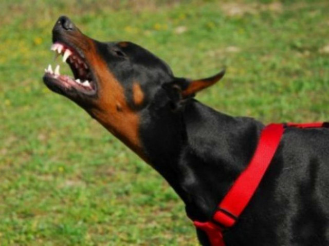 ΣΟΚ στο Ρέθυμνο: Εκτέλεσε σκύλο με 3 σφαίρες στο κεφάλι