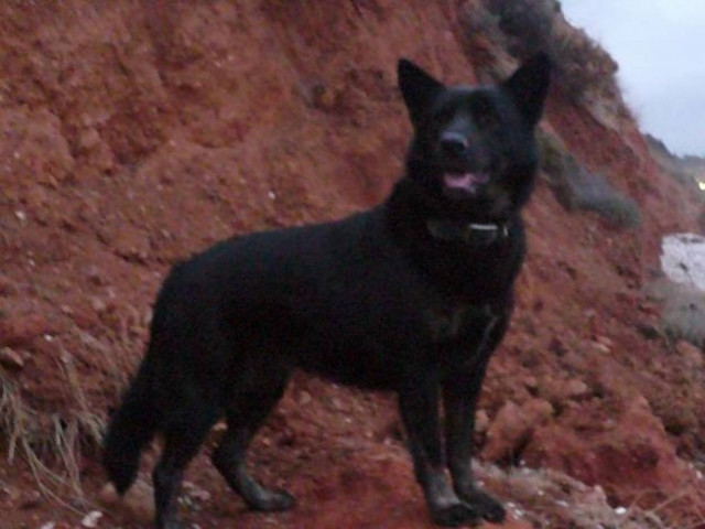 Απίστευτο! Καταγγέλλει την "Εγνατία Α.Ε." για σκύλο που χάθηκε!