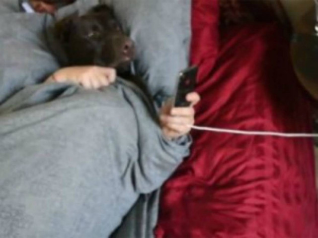 Βίντεο: Η πρωινή ρουτίνα ενός εργαζόμενου σκύλου