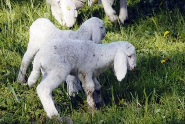 Κρέμασαν τα πτυχία και έγιναν τσοπάνηδες