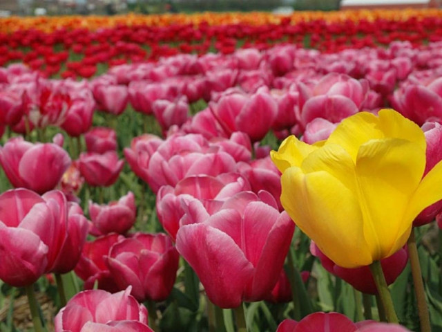 Ομιλείτε… ΟΛΛΑΝΔΙΚΑ στις ΞΕΝΕΣ ΓΛΩΣΣΕΣ ΞΥΝΗ!