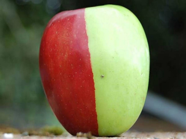 Βρήκε στο δέντρο του ένα... δίχρωμο μήλο!