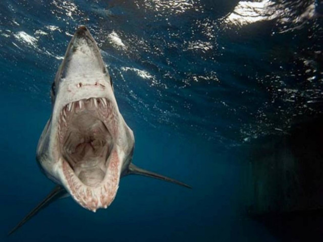 Εντυπωσιακές εικόνες: Έζησε από κοντά τα «Τα Σαγόνια του καρχαρία»