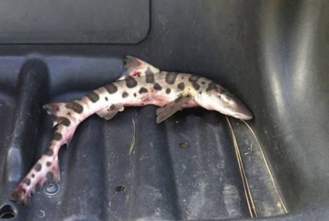 Καρχαρίας έπεσε από τον ουρανό σε γήπεδο του γκολφ!