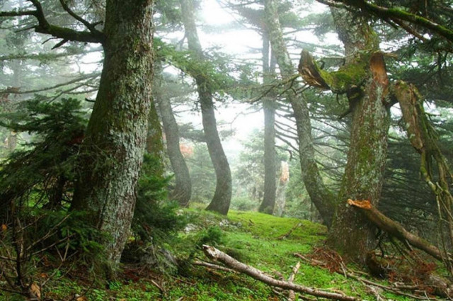 Αθίγγανοι εισβάλλουν σε δάση και πωλούν ξύλα φθηνότερα από ξυλέμπορους