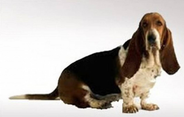 Σκύλος στην Ιταλία κληρονόμησε δύο εκατ. ευρώ