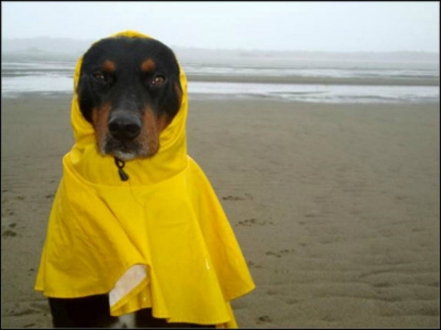 Σκυλάκια έτοιμα για τον τυφώνα! (pics)