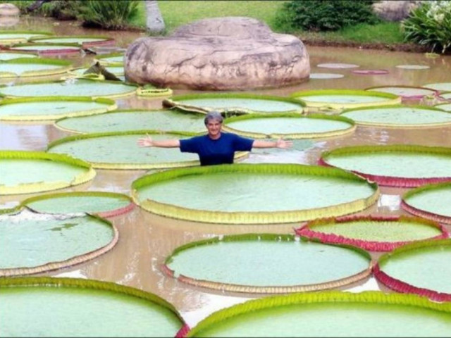 Γιγάντια νούφαρα αντέχουν βάρος μέχρι και 30 κιλά! (pics)