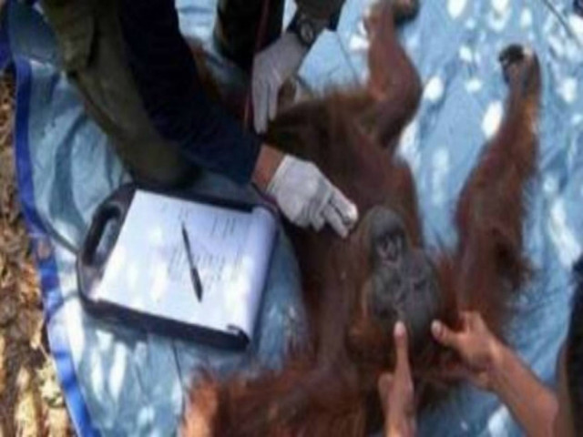 Συγκλονιστικό: Ουρακοτάγκος επέζησε μετά από 100 σφαίρες!