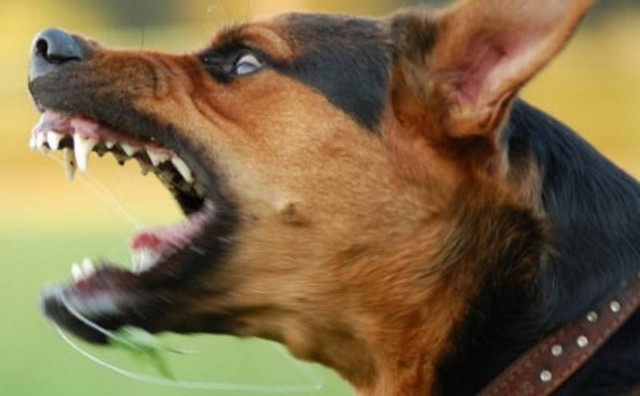 Ενημέρωση για τη λύσσα συνιστούν επιστήμονες