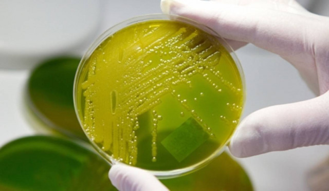 Τα βακτήρια δημιουργούν ηλεκτρικά καλώδια στο βυθό του ωκεανού