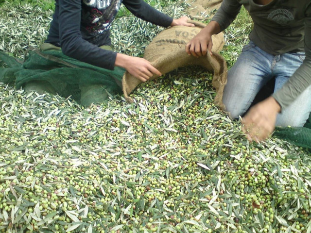 Ψάχνουν Έλληνες εργάτες για τις ελιές αλλά βρίσκουν μόνο αλλοδαπούς!