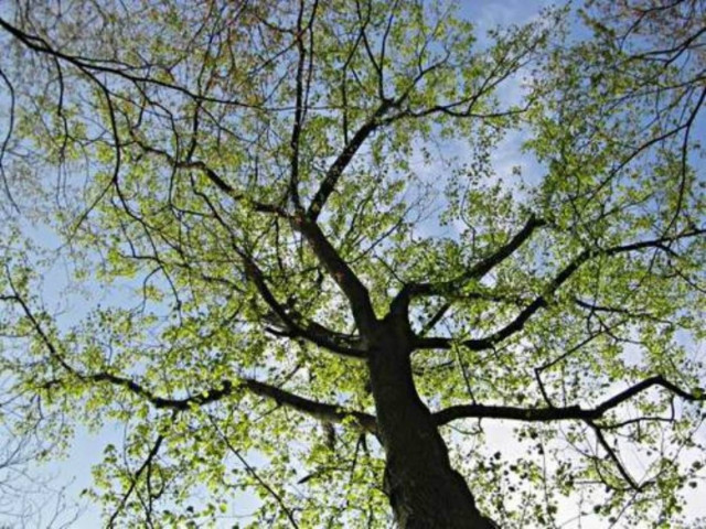 ΦΩΤΟΓΡΑΦΙΑ – ΣΟΚ στην Ηλεία: Κρέμασε σκύλο σε δέντρο