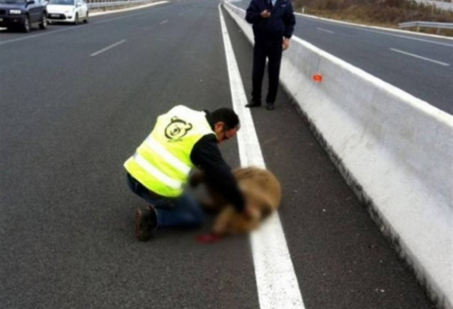 Νεκρή αρκούδα στην Εγνατία Οδό