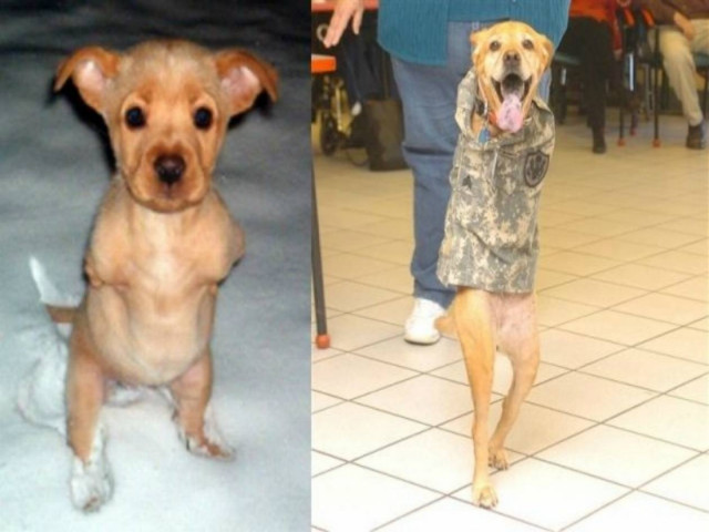 Μαθήματα ζωής από μια σκυλίτσα