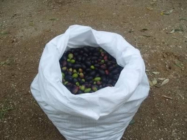 Είναι Ελληνες- άνεργοι αλλά δεν καταδέχονται να μαζέψουν ελιές!