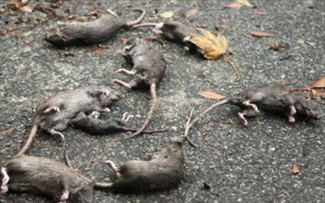 Θύματα της «Σάντυ» και οι αρουραίοι