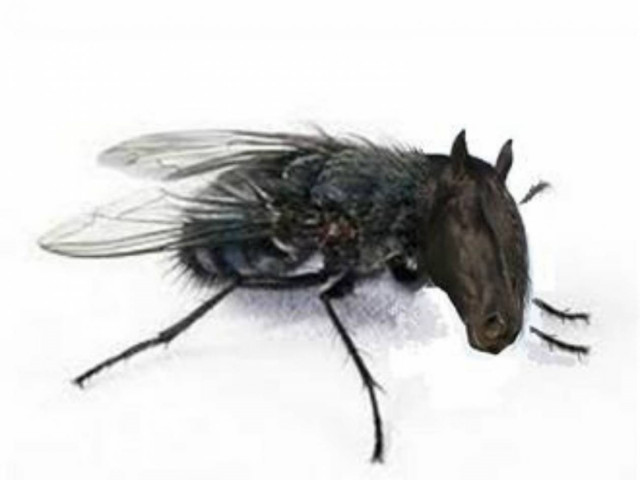 Ανέκδοτο: Πιάνει μια μύγα κουβέντα με ένα σκύλο...