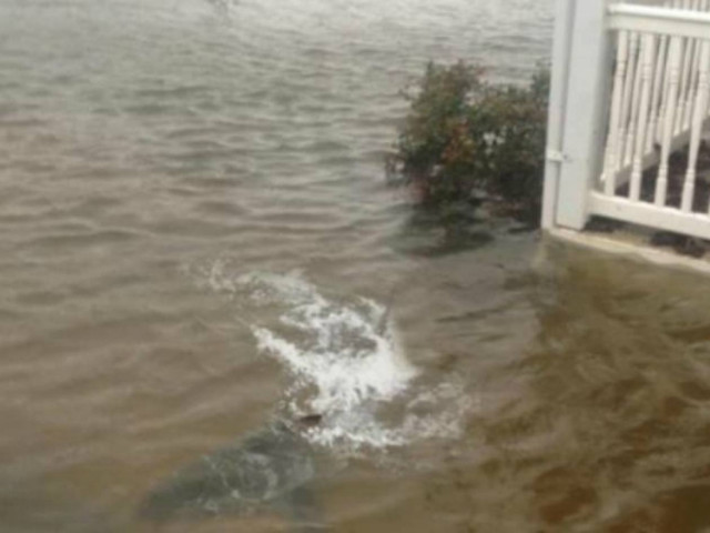 Βίντεο: Δείτε τον άνθρωπο που έκανε τον καρχαρία στον τυφώνα Σάντι