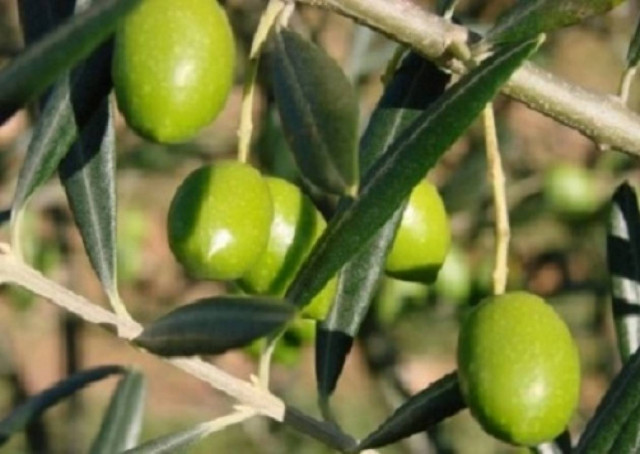 Στήριξη ελαιοπαραγωγών από το Υπουργείο Ανάπτυξης