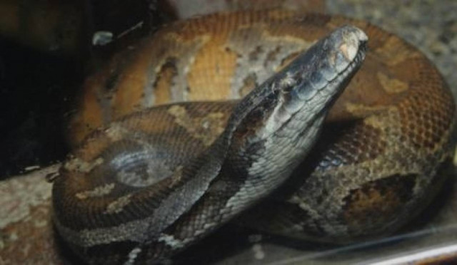 Αμερικανός έδειρε την φίλη του με πύθωνα